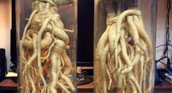 Hướng dẫn cách ngâm rượu củ đinh lăng đơn giản nhất