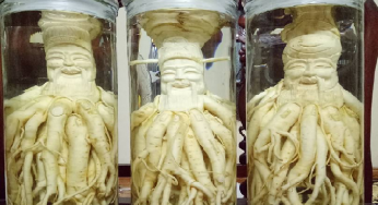 Tìm hiểu về rượu đinh lăng có tác dụng gì?