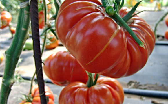 Cà chua khổng lồ có giá trị dinh dưỡng cao gấp 3-4 lần so với loại bình thường