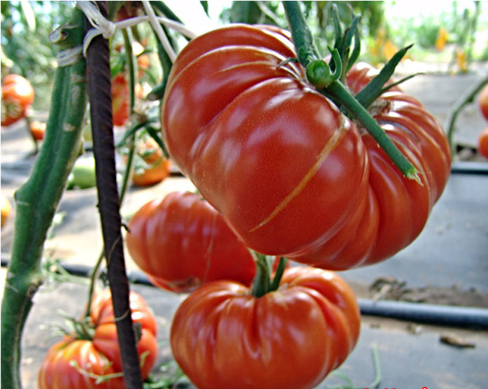 Cà chua khổng lồ có giá trị dinh dưỡng cao gấp 3-4 lần so với loại bình thường