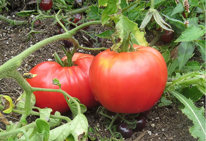 Cà chua khổng lồ dễ trồng hiện nay
