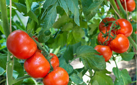 Cây cà chua rất dễ trồng trong điều kiện thường