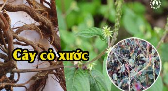 Tác dụng cây cỏ xước ngâm rượu và những lưu ý khi dùng